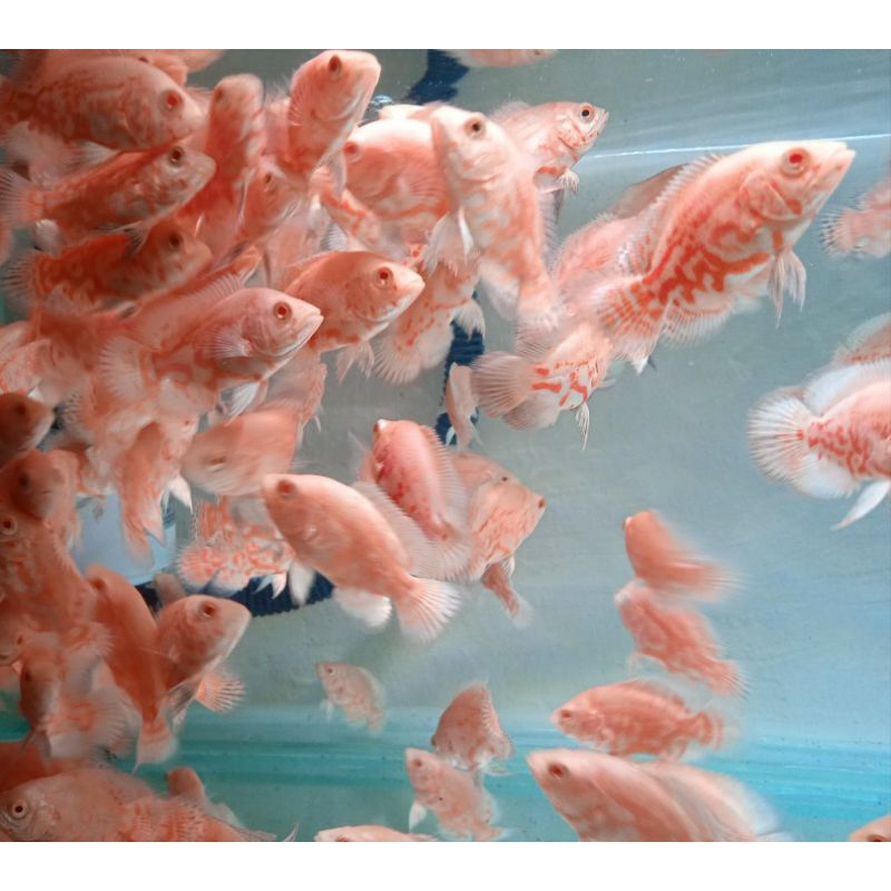oscar tiger albino / 5-6 cm