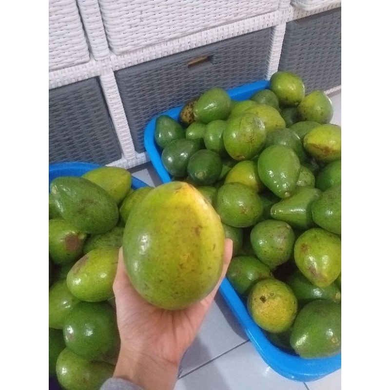 

Grosir Alpukat Mentega Organik Tanah Karo Grade A Buah Dijamin Fresh