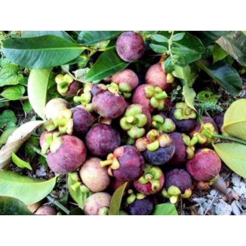 

JUAL BUAH MANGGIS SEGAR