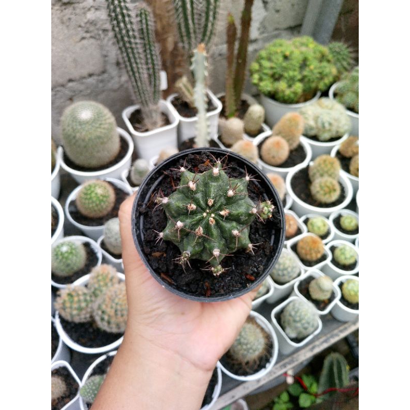 Kaktus Gymno Miha Hijau