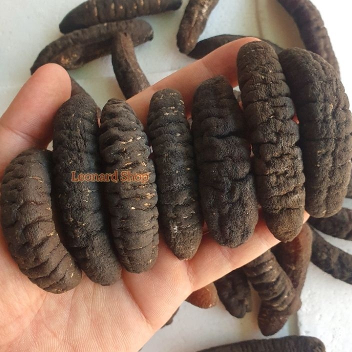 

Wah HAISOM SUPER ISI 7 8 ASLI BANGKA BELITUNG KERING PER EKOR BERKUALITAS HASIL BESAR TEBAL DAN KENYAL COCOK RESTORAN SEBAGAI OBAT LUKA DALAM LUAR MENINGKATKAN STAMINA TERIPANG GOSOK GAMAT HOISOM DURI SUSU GAJAH TUBOSOM SUP SIRIP ASPARAGUS KEPITING DAGI