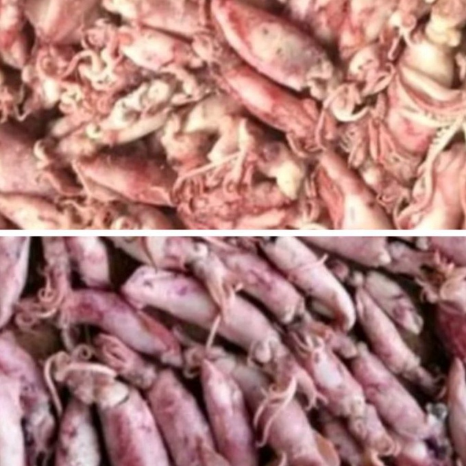 

KP8 Cumi Asin BesarCumi Asin Baby 1gram