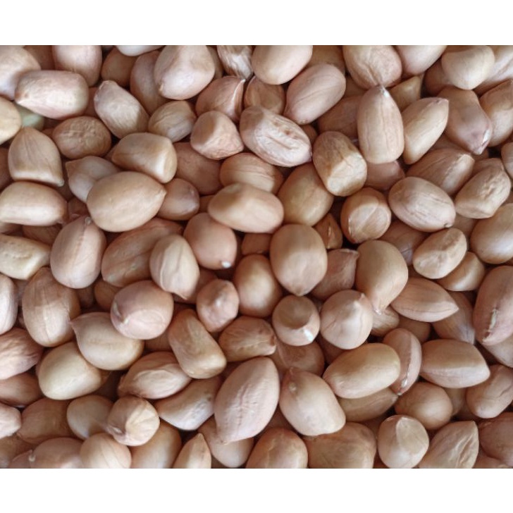 

FG2 kacang tanah murah berat 1 kg