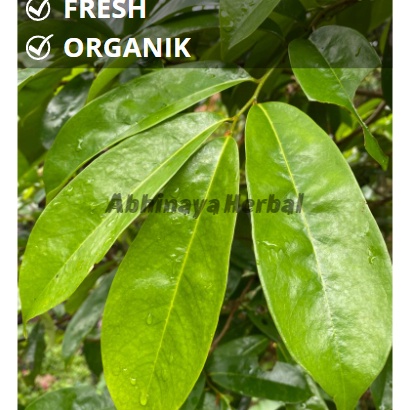 

HJ6 Daun sirsak segar organik obat herbal tradisional 1 lembar