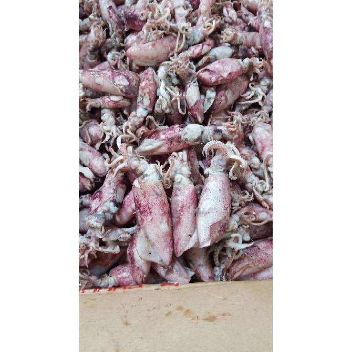 

HJ6 Cumi asin 1kg Termurahcumi asin rebusikan asin cumi