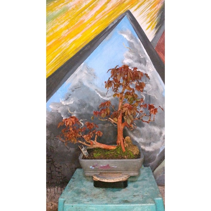 BONSAI SERUT JADI SIAP PAJANG