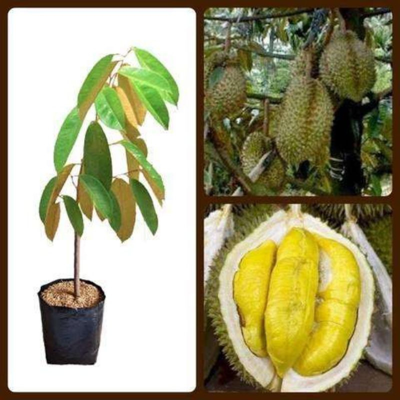 Bibit Durian MONTONG tinggi 50-70cm