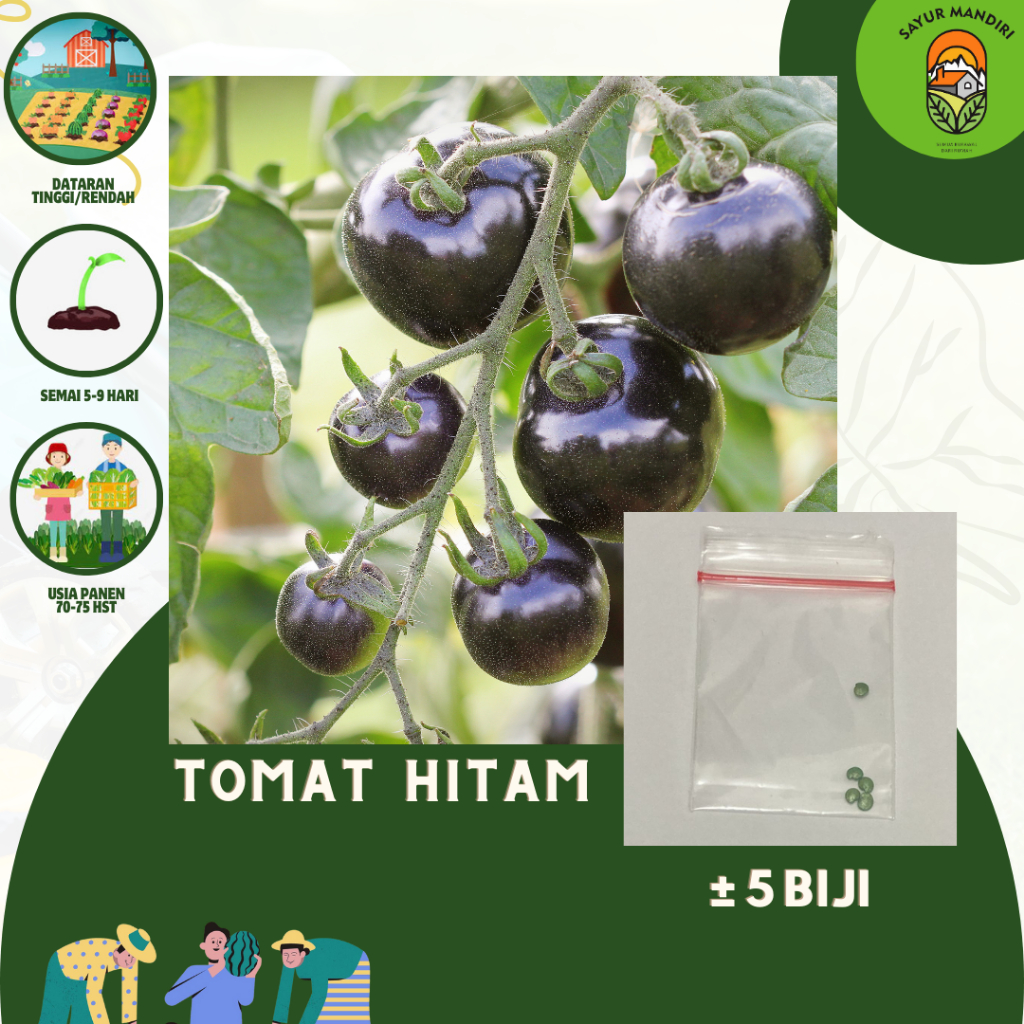 Benih Tomat Hitam Seribuan