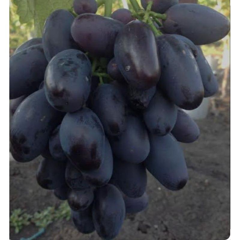 bibit anggur import alvika valid