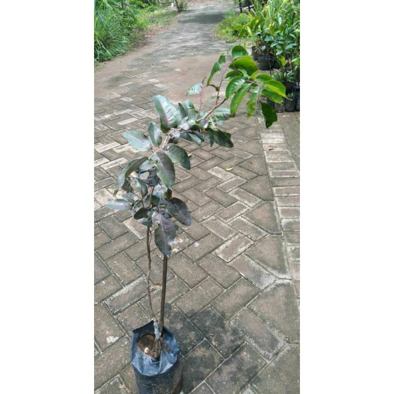 bibit kelengkeng merah 1meter