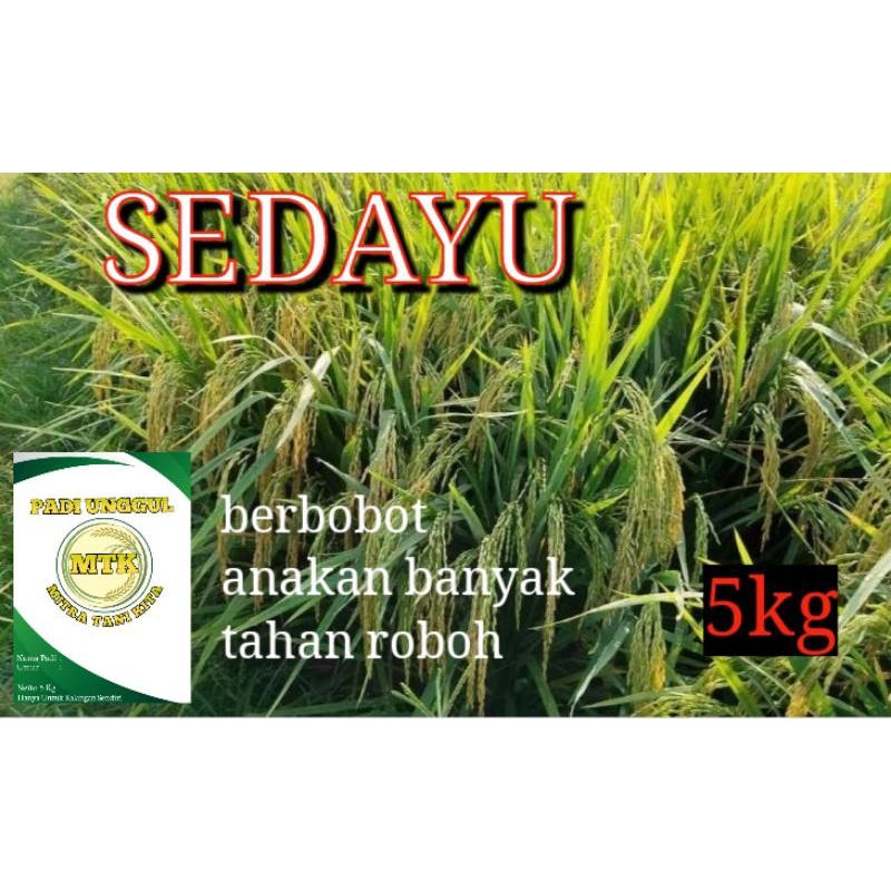 Benih padi SEDAYU terbaru kemasan 5kg