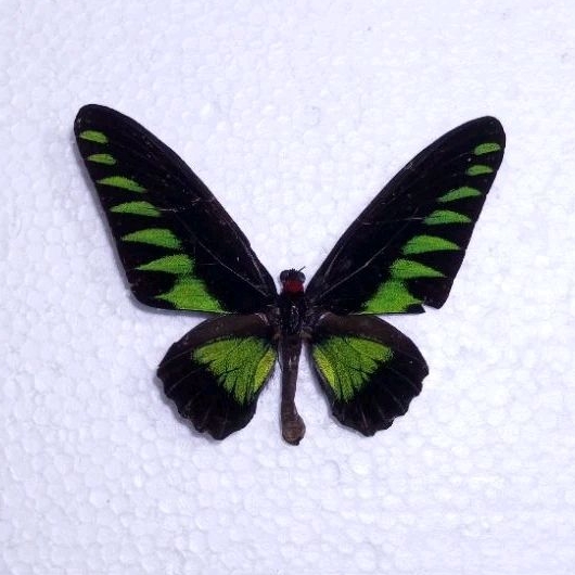 AWETAN KUPU KUPU ASLI INDONESIA T. BROOKIANA