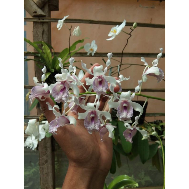Dendrobium Nindii (Jungle)