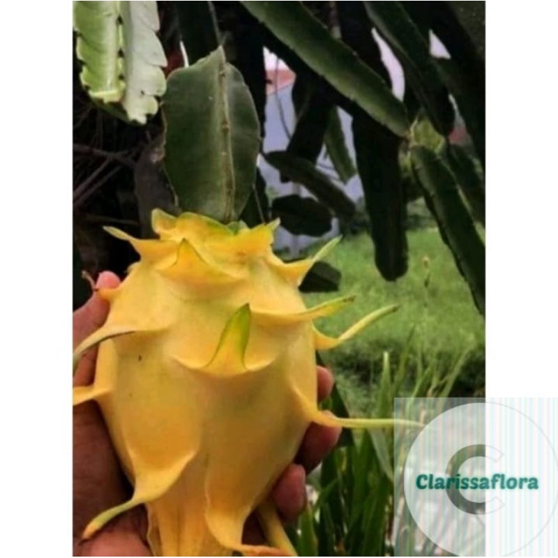 Bibit pohon buah naga kuning / stek batang buah naga kuning