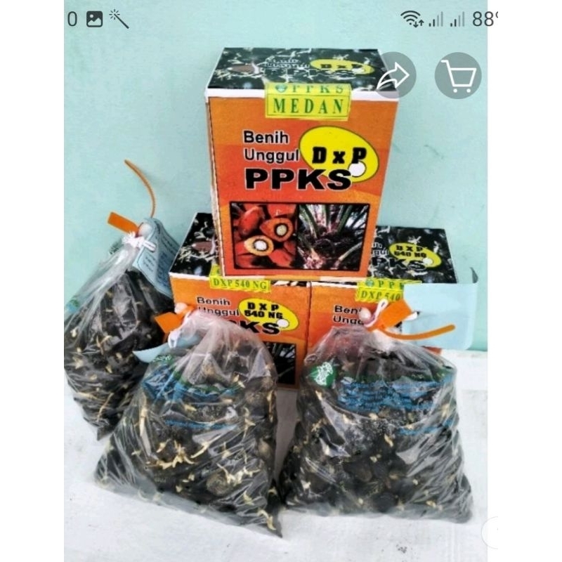 Bibit unggul kecambah sawit DXP PPKS 540