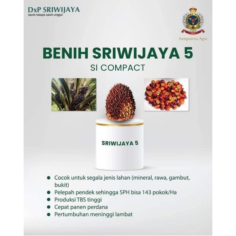 BIBIT SAWIT SRIWIJAYA 5 ( KAPAS )