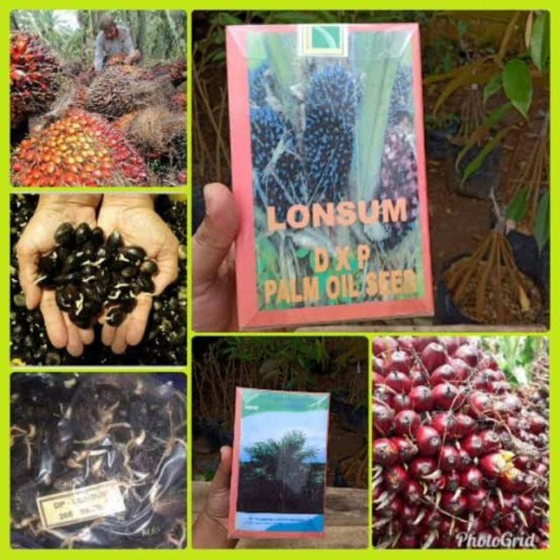 bibit kecambah sawit  LONSUM