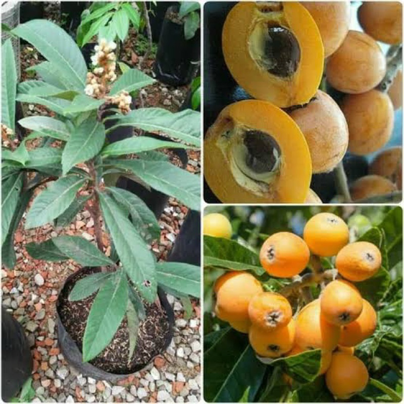 bibit leci kuning siap berbuah