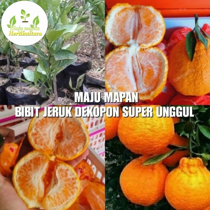 BIBIT JERUK DEKOPON SUPER