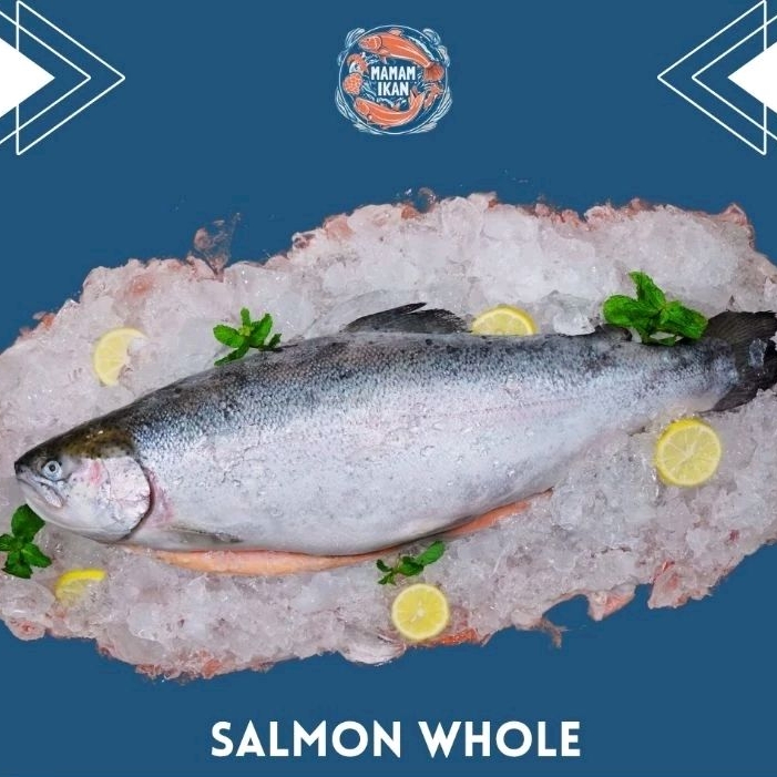 

Ikan Salmon Whole