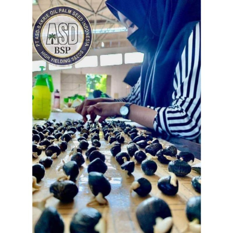 benih sawit DxP COSTARIKA unggul
