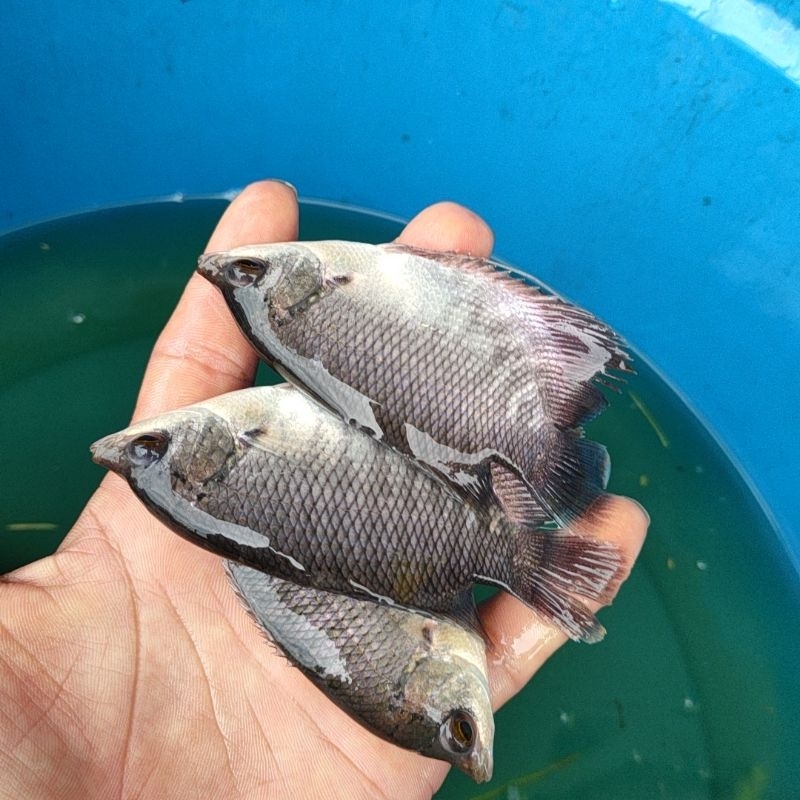 GURAME SOANG UKURAN SILET PAKET 5 EKOR
