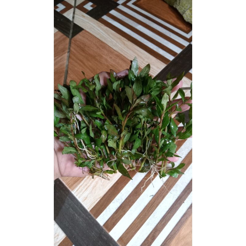 hygrophila polysperma sunset tanaman aquascape