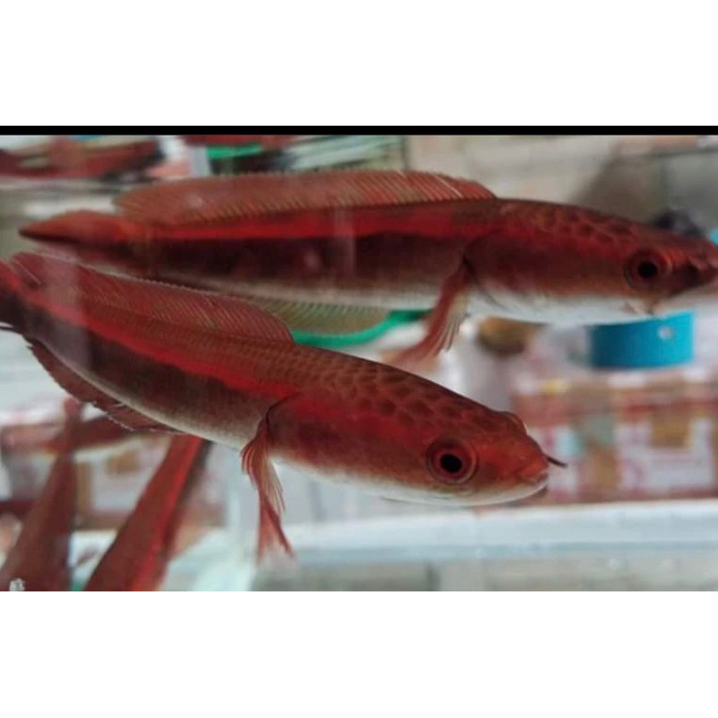 red barito baby isi 2 ekor bahan merah
