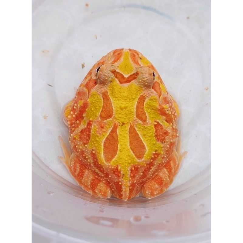 Mainan Kodok Pacman Frog Sunburst