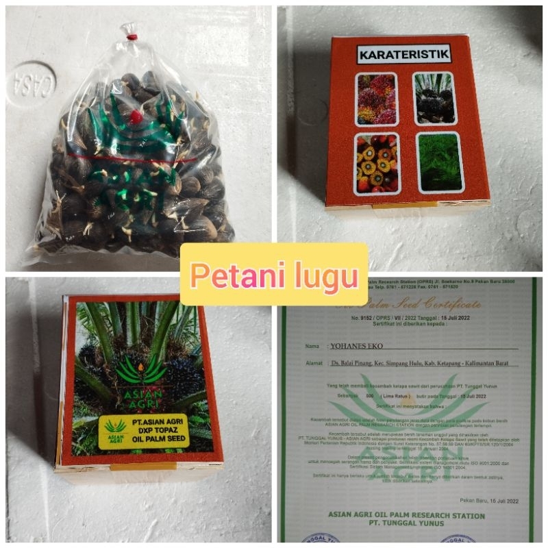 bibit kecambah polong sawit topas asian agri