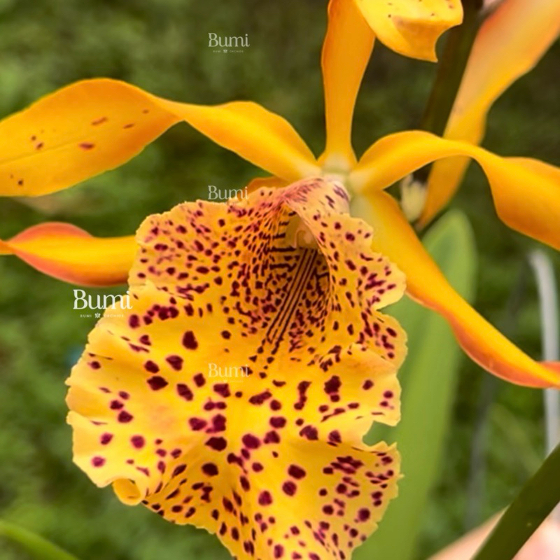 Anggrek Mcv. Frances Fox dewasa (sudah berbunga berkali-kali) - BUMI ORCHIDS | tanaman bibir hias bu