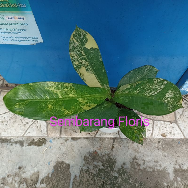 Difenbachia Panglima Variegata / Pisang Panglima Variegata