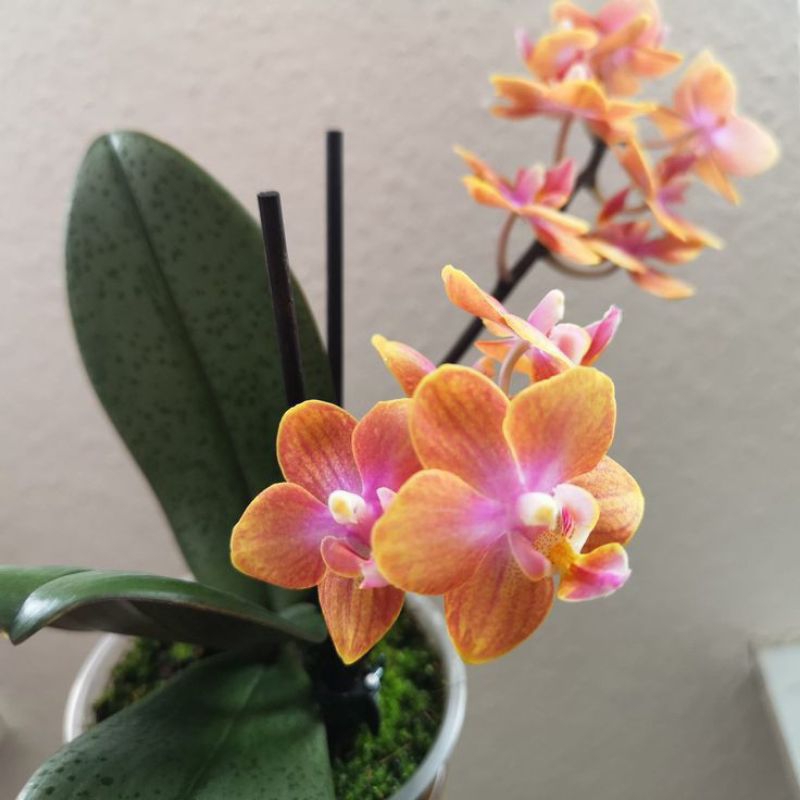 Seedling Anggrek Dendrobium Enobi Splash