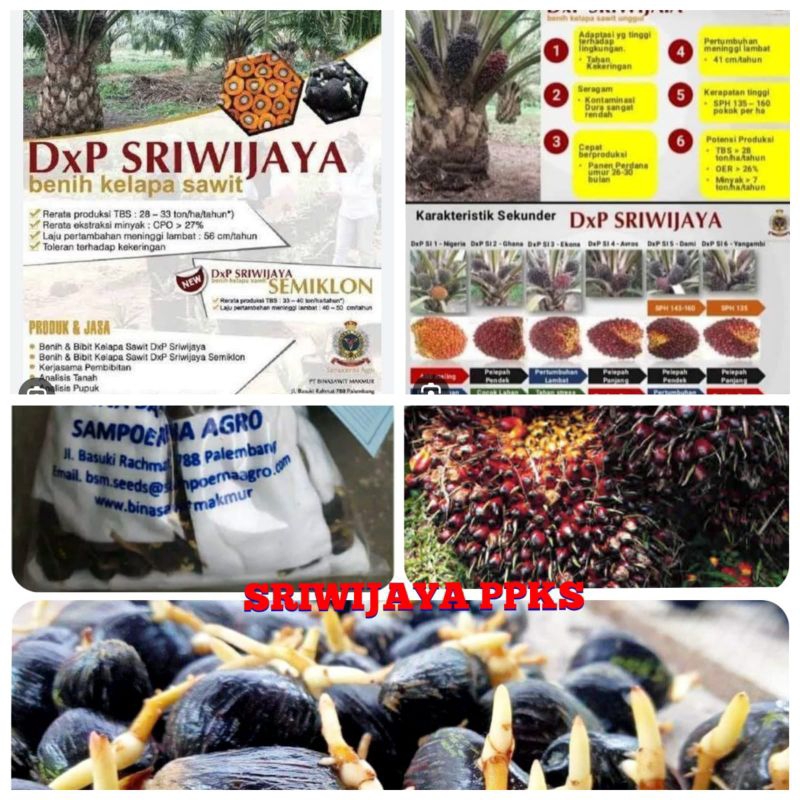 benih kelapa sawit original DxP Sriwijaya Agro BSM