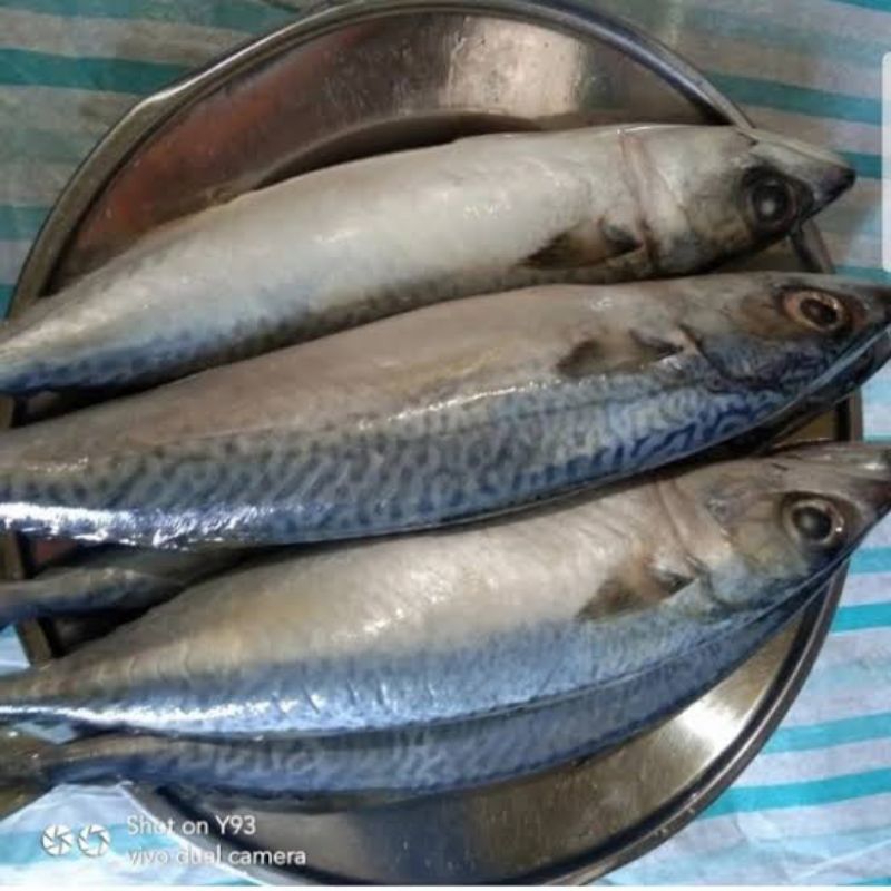 

ikan salem