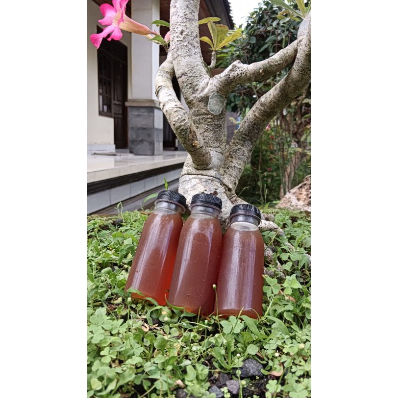 

Madu Kele-Kele/Kelanceng