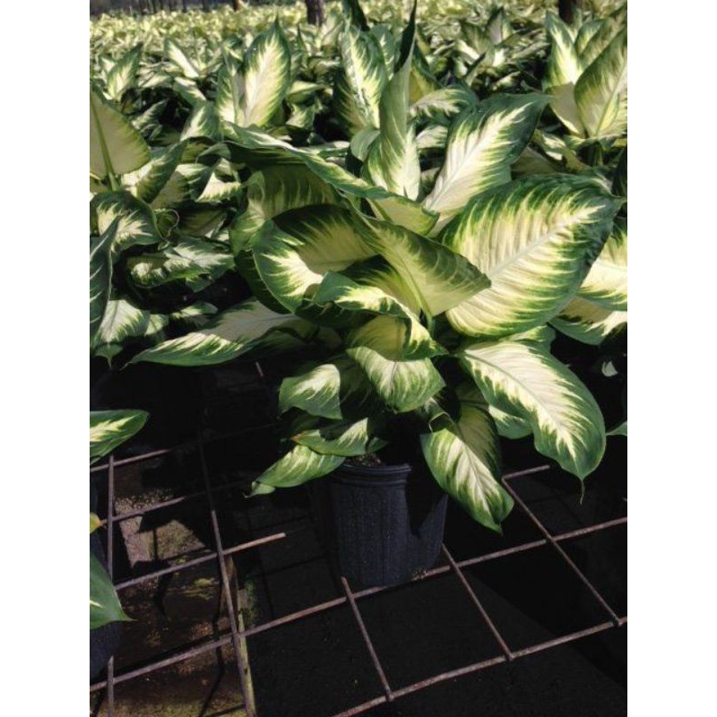 tanaman hias aglonema srirezeki blanceng tissu (Tanaman hias hidup indoor murah besar dan rimbun--bu
