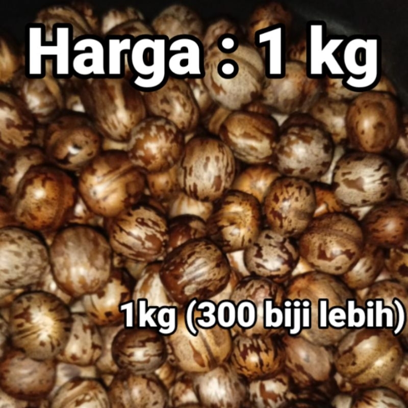 biji karet aduan mainan PILIHAN PERKILO bibit pohon karet unggul Malaysia polong merah pb250