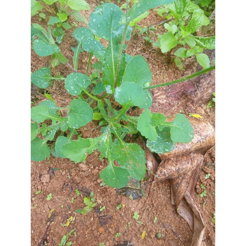 jonghe/tempuh wiyang 250 gram pres