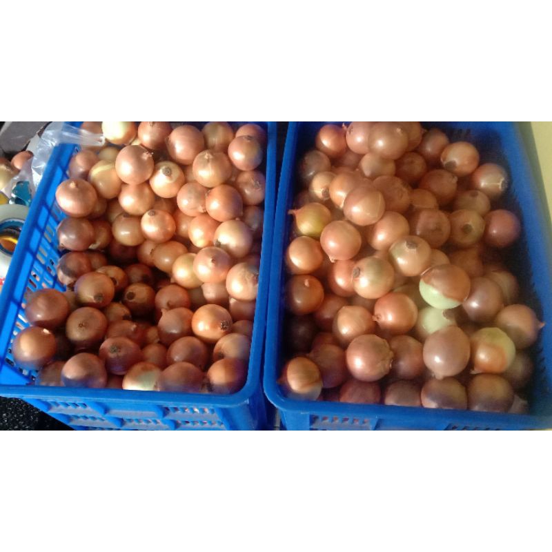 

BAWANG BOMBAY 1 KILOGRAM