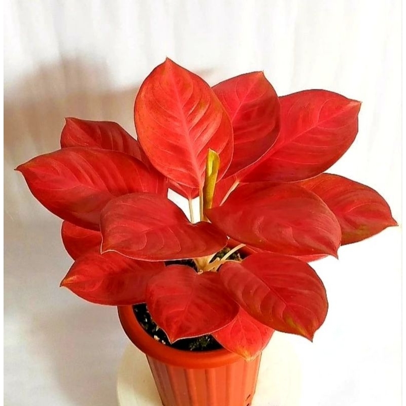 ( BISA COD ) Aglonema Super Red Merah Mutasi Tanaman Hias Aglonema Aglaonema Super Red Merah Mutasi 