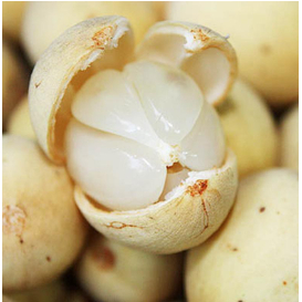 Bibit duku tanpa biji