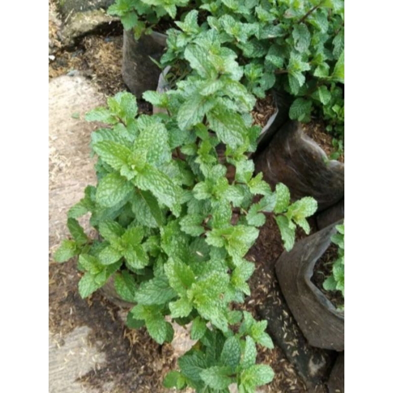 

Daun mint segar/pepermint (beli 5 dapat 6 pcs daun mint bisa dikonsumsi)