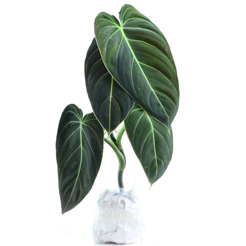 Philodendron Gloriosum 1 Daun