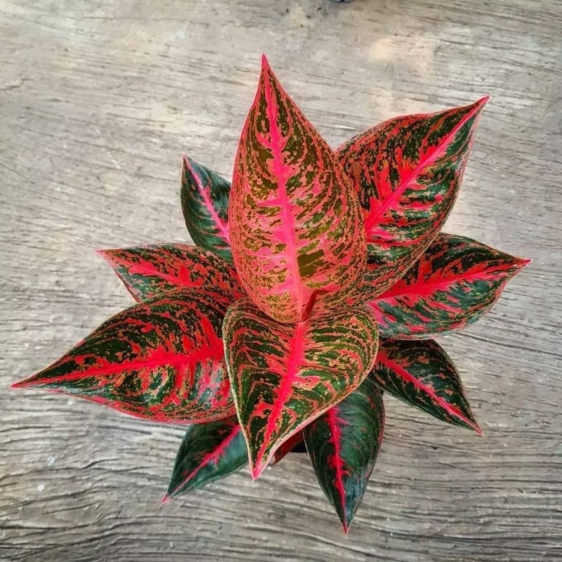 Tanaman Hias Aglonema Reanita Bunga Aglonema Aglaonema Hias Reanita Merah Murah BUKSN BONGGOL Tanama