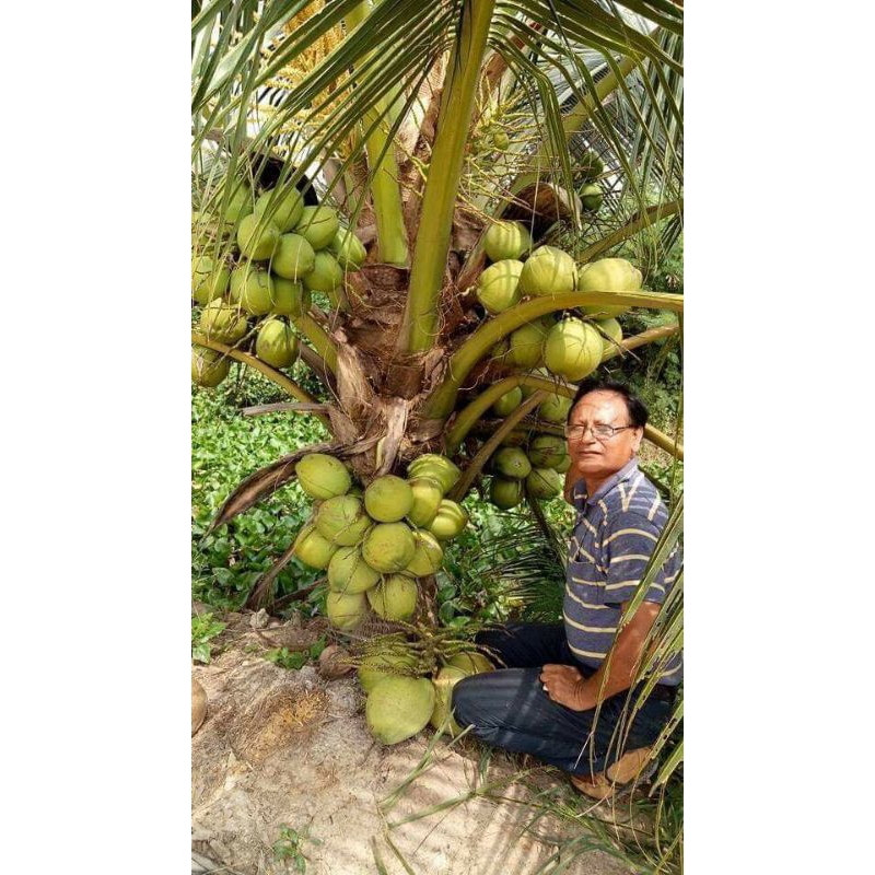 

Kelapa Nias