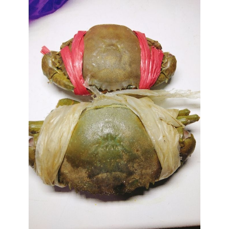 Kepiting hidup/kepiting bakau/kepiting Frozen/kepiting Jogja/kepiting