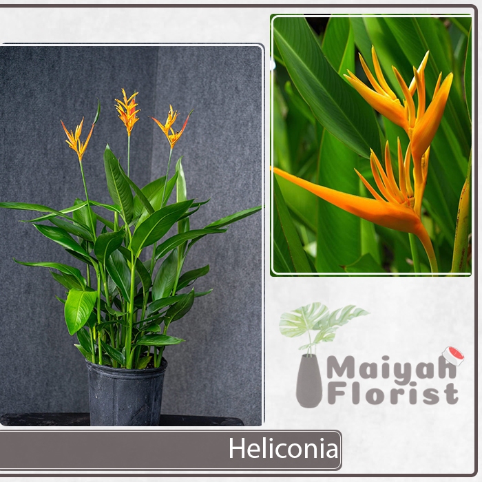 Tanaman Hias Bunga Heliconia - Pisang Pisangan - Heliconia psittacorum