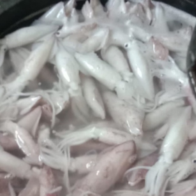 cumi cantik / cumi fresh 1kg