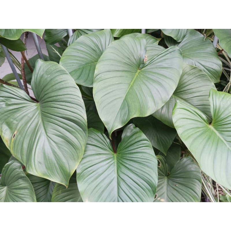 Homalomena Batang Merah